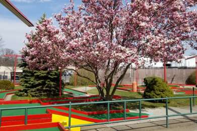 cherry blossom course4