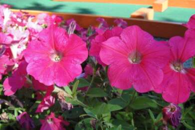flowersonthecourt1